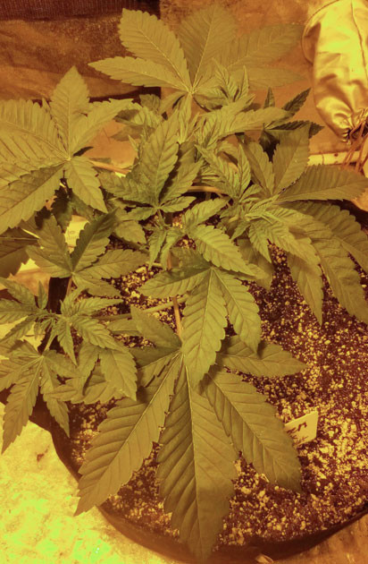 Куст Green Crack 2.0 от Humboldt Seed Organization на 4 неделе