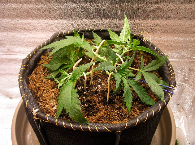 Куст после техники Main Lining