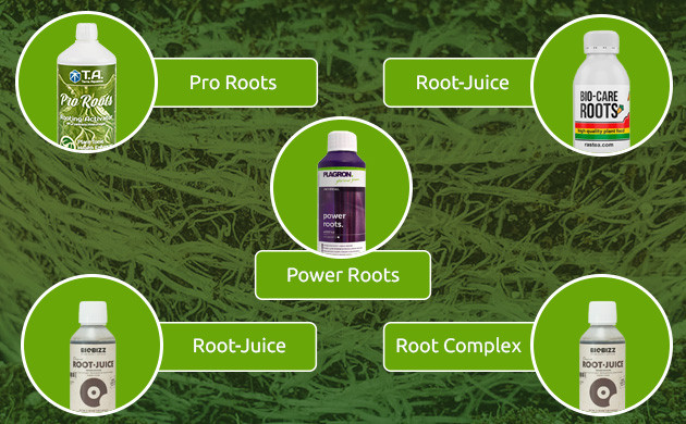 Стимуляторы корнеобразования и их значение