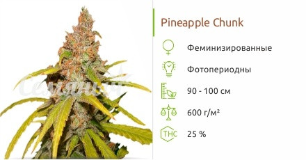 Pineapple Chunk от Barney's Farm