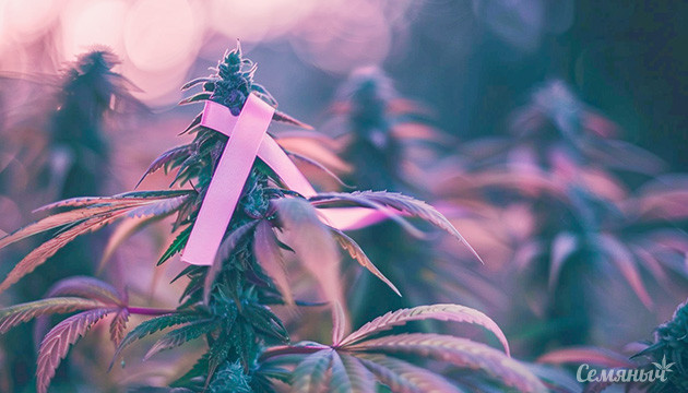 Гексаканнабитриол: Новый шаг в борьбе с раком?