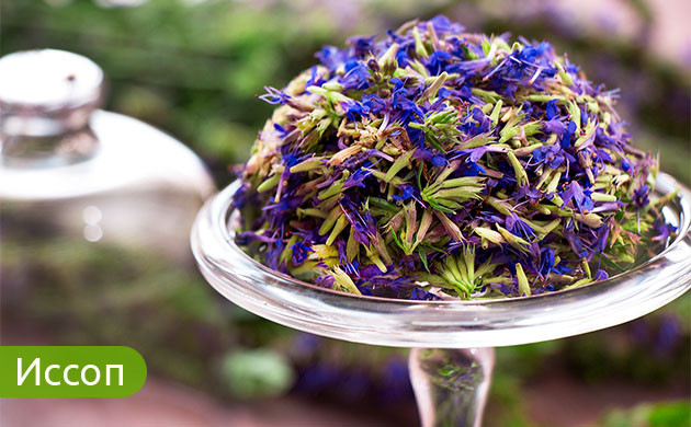 Иссоп: кулинария, дизайн и медицина