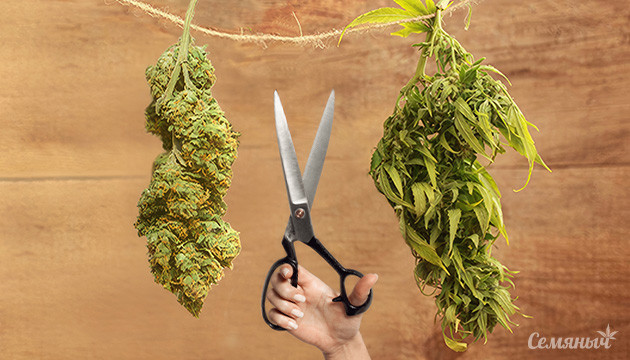 Сухой и влажный тримминг