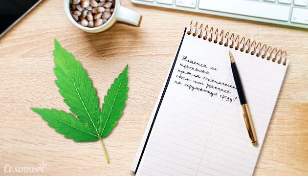 Необычные трехпалые листья