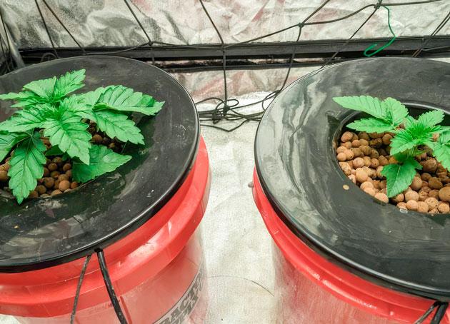 Вторая неделя вегетативного роста конопли