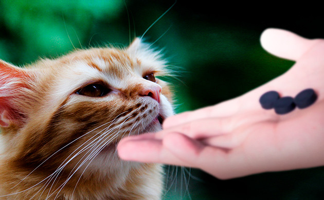 Применение активированного угля при легком отправлении питомца