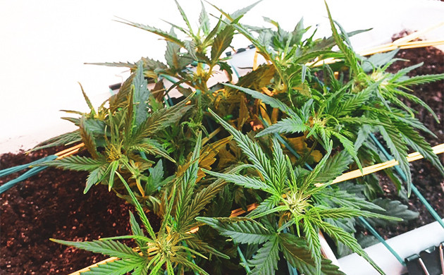 Появление бутонов на кусте каннабиса