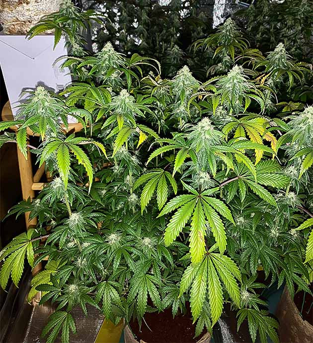 Усиление запаха у Notorious THC