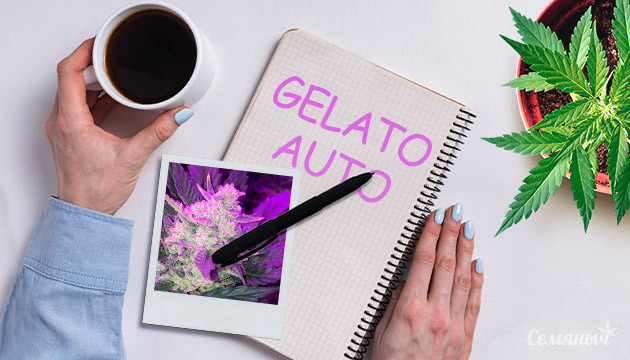 Выращивание сорта Gelato Auto в индоре