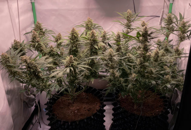 Кусты Apricot Auto от FastBuds на 8 неделе