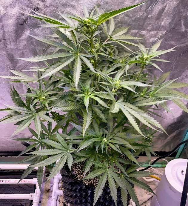 Куст конопли с формирующимися бутонами