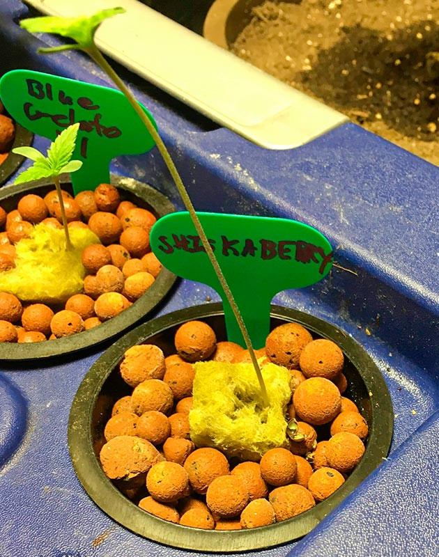 Прорастание семени Shiskaberry