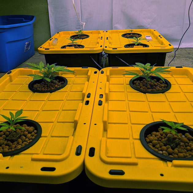 Рост марихуаны сорта Girl Scout Cookies auto fem