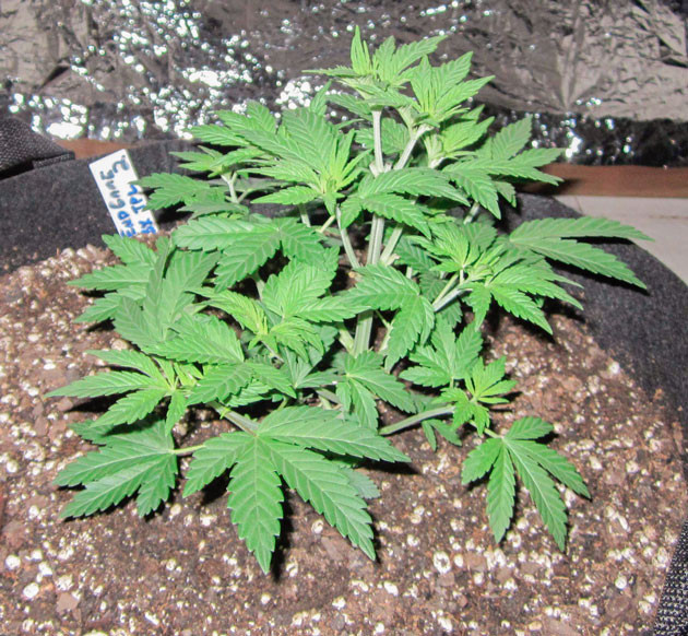 End Game R2 ростом 20 см