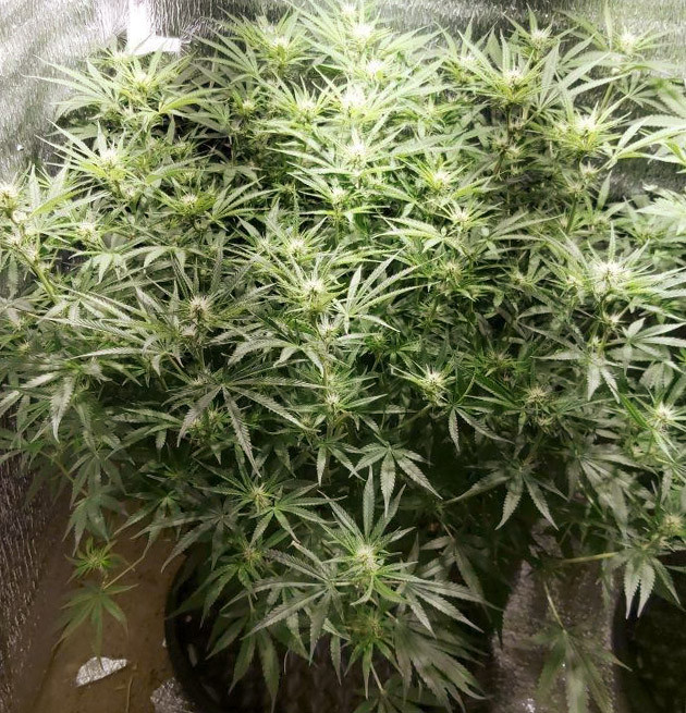 Стадия цветения