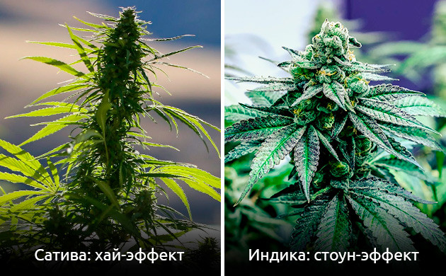 Что общего у конопли и вина