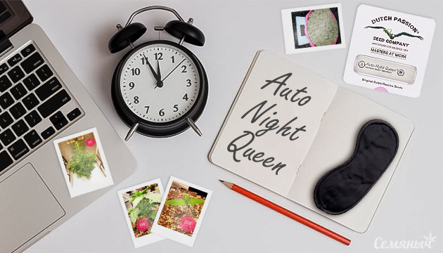 Выращивание сорта Auto Night Queen