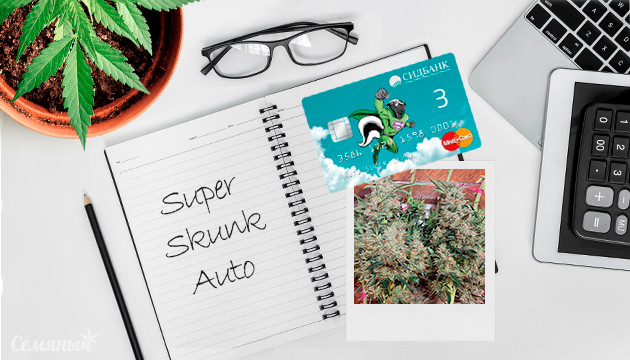 Выращивание сорта Super Skunk Auto в индоре