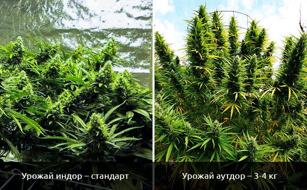 Урожайность чистой сативы