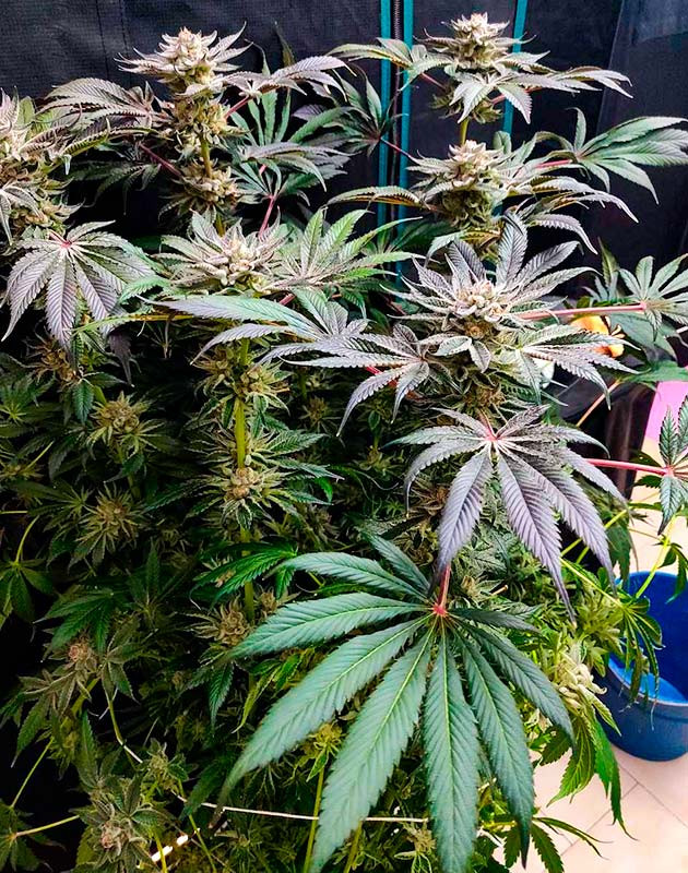 Подготовка к харвесту конопли Biscotti Mintz