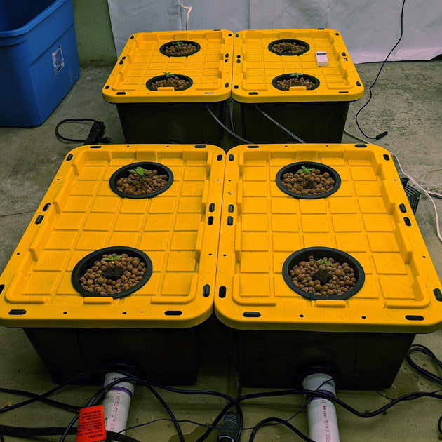 Вторая неделя выращивания Girl Scout Cookies auto fem