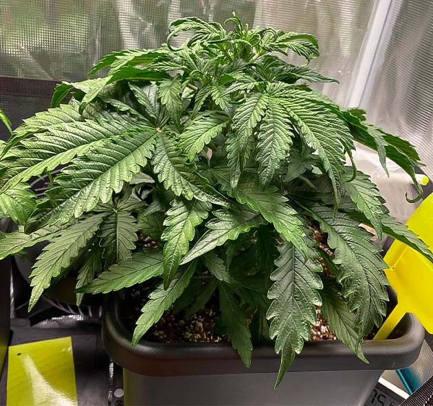 Темно зеленые листья скрученные вниз