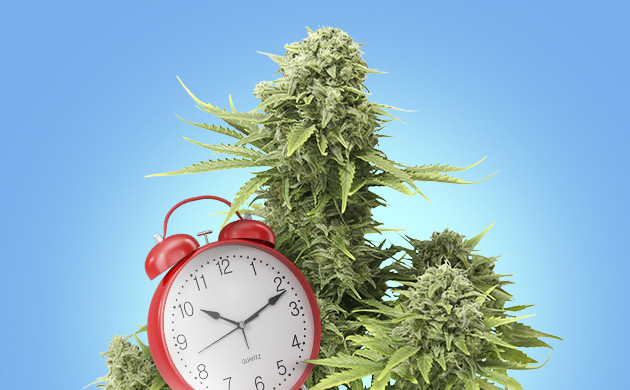 Наследование времени цветения от материнского растения