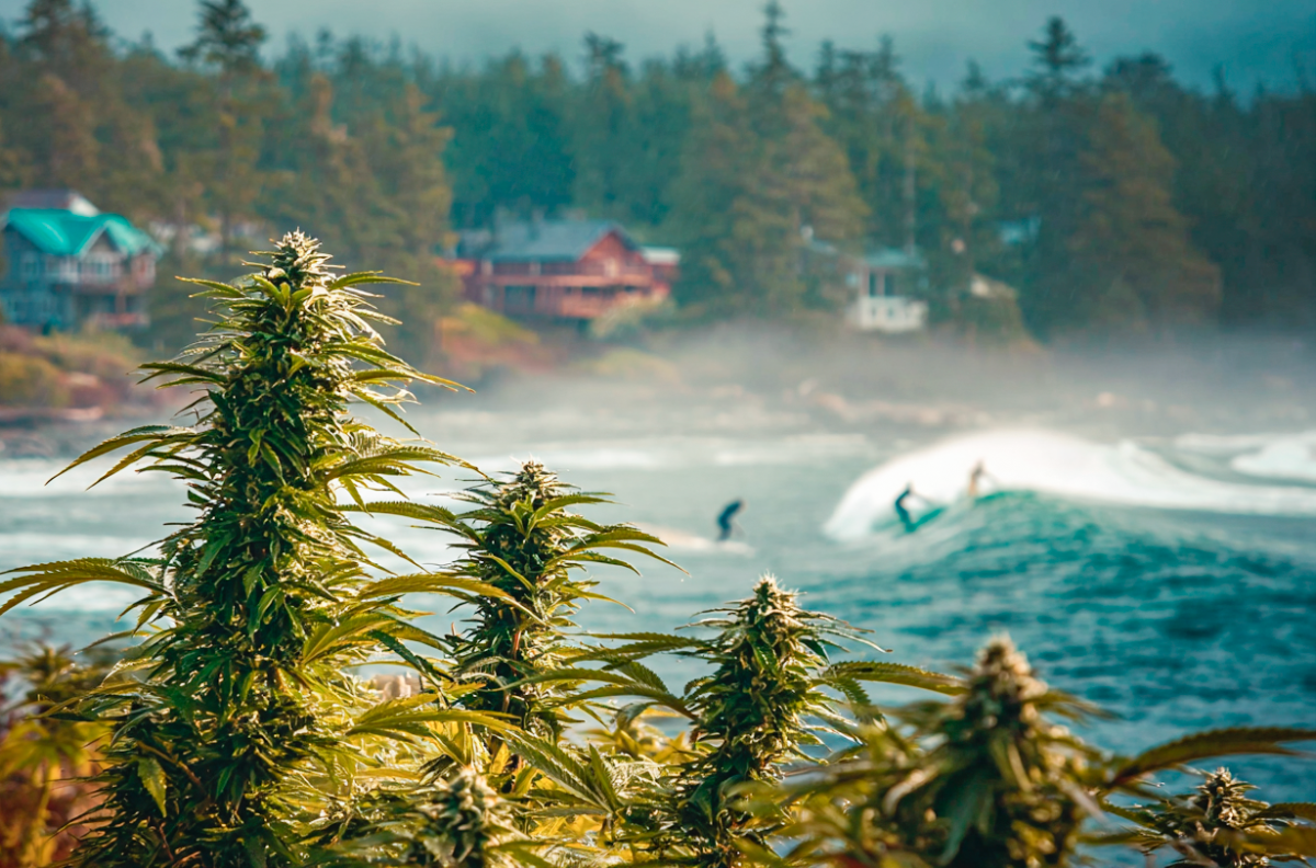 Британская Колумбия, Канада. Где природа и каннабис живут в гармонии