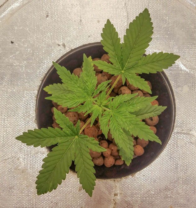 Стабильные условия для Bruce Banner Auto