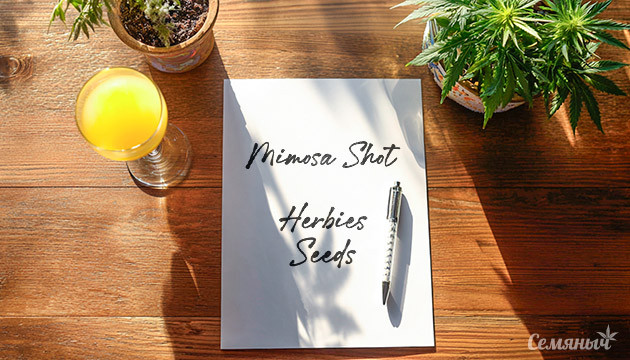 Гроурепорт сорта Mimosa Shot от Herbies Seeds