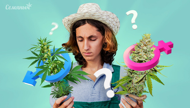 Пол растения конопли