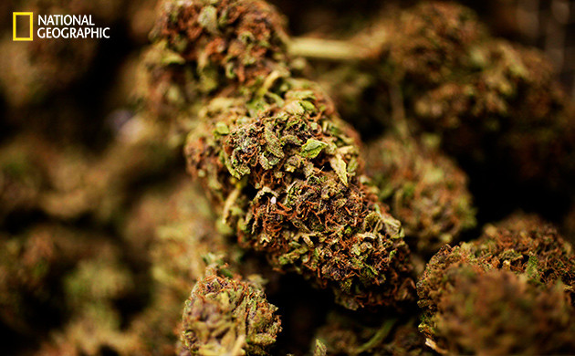 Внутреннее дело: Марихуана 2009 год