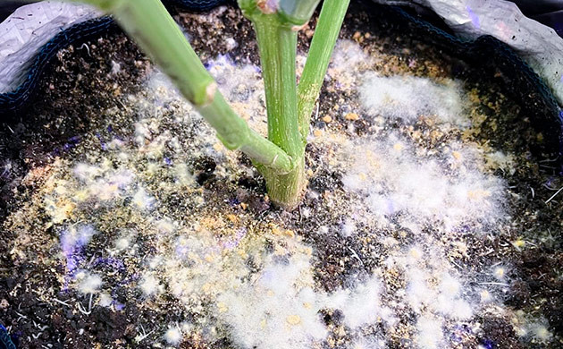 Бактерии каннабиса