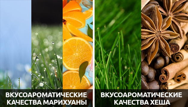 Вкус и аромат хеша и марихуаны