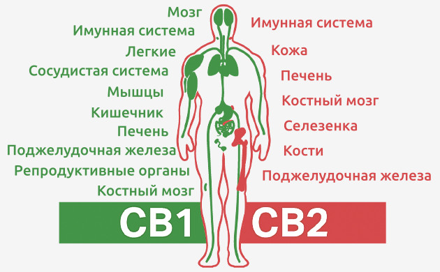 Влияние CB1 и CB2