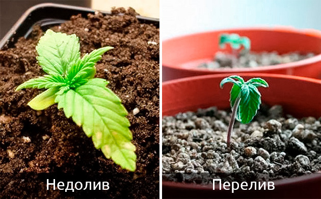 Излишний полив саженцев конопли