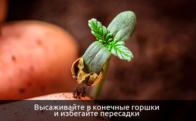 Низкий урожай автоцветов из-за неправильной пересадки