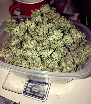 Урожай шишек на весах