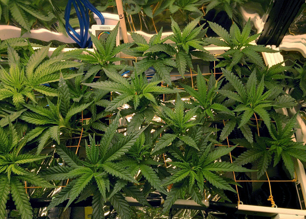 13 неделя выращивания