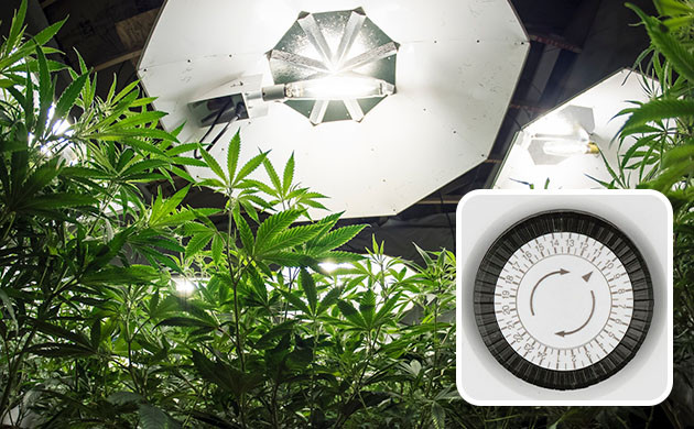 График освещения автоцветущих сортов