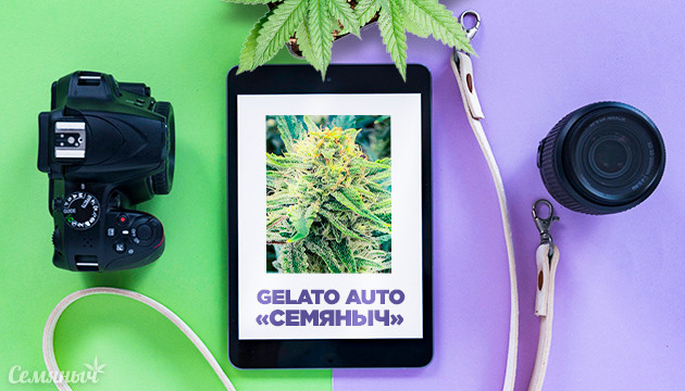 Выращивание сорта конопли Gelato Auto в закрытом грунте