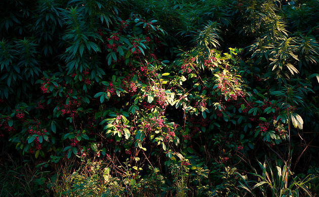 Каннабис, скрытый за живой изгородью из кустарников