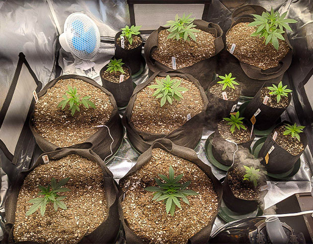 Успешный старт грова