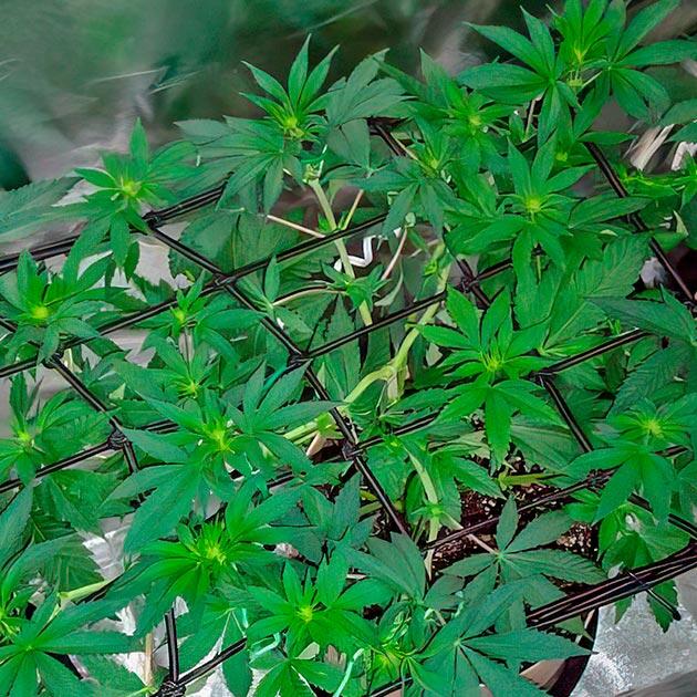 Куст Keepers OG Autoflower на 6 неделе развития