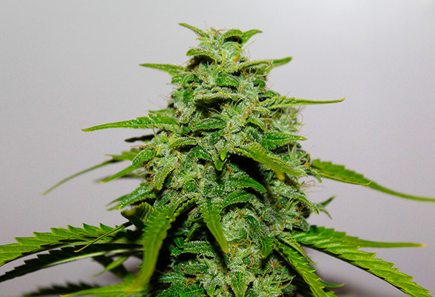 Появление оранжевых стигм