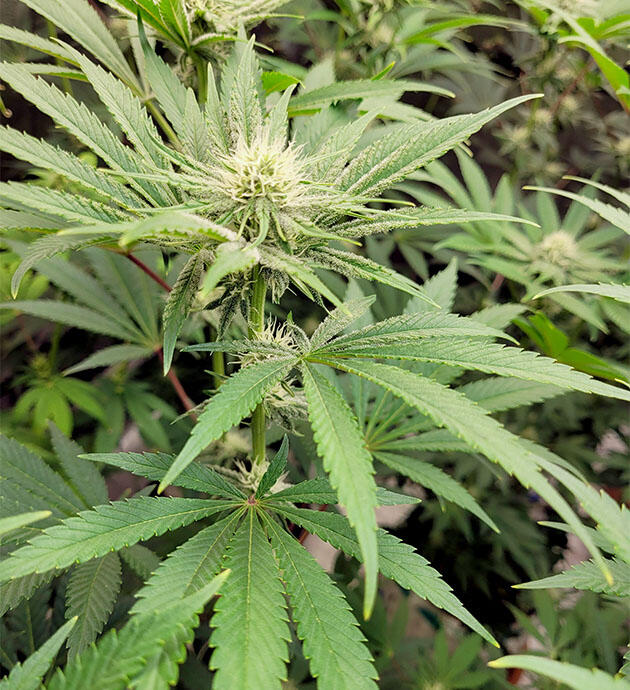 Соцветия каннабиса с первыми трихомами