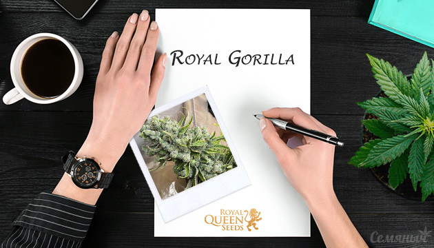 Выращивание сорта Royal Gorilla от сидбанка Royal Queen Seeds