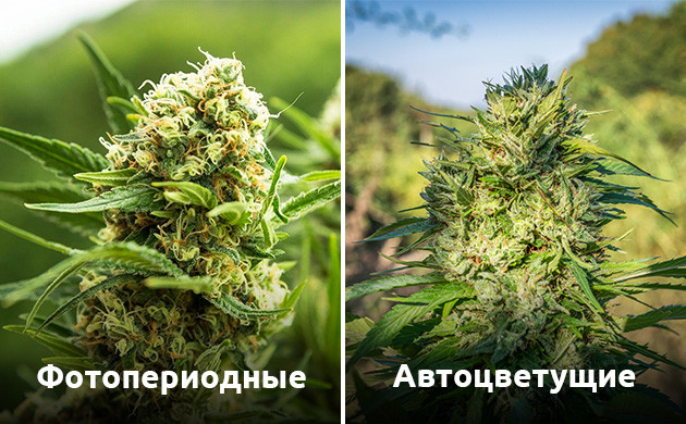 Особенности задержки цветения у авто/фото сортов