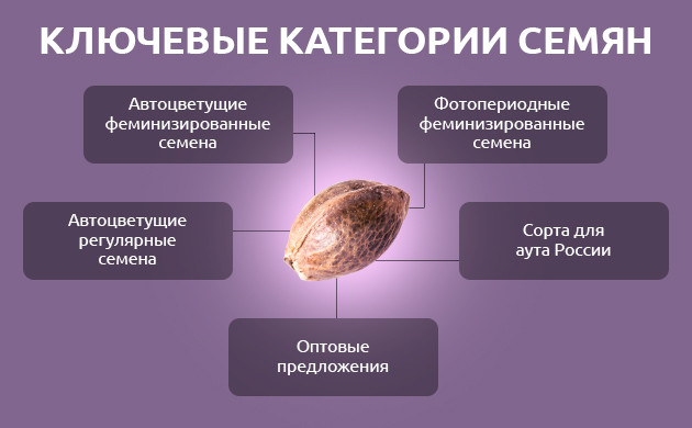 Виды семян конопли на Axxseeds
