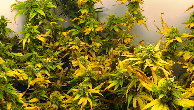 Желтые листья